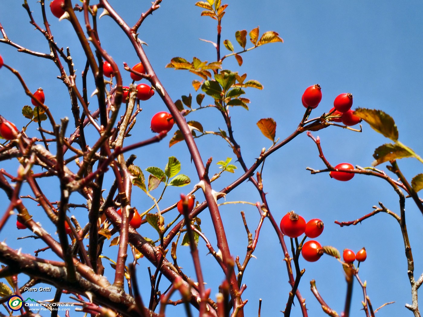 20 Bacche di rosa canina in piena maturazione.JPG